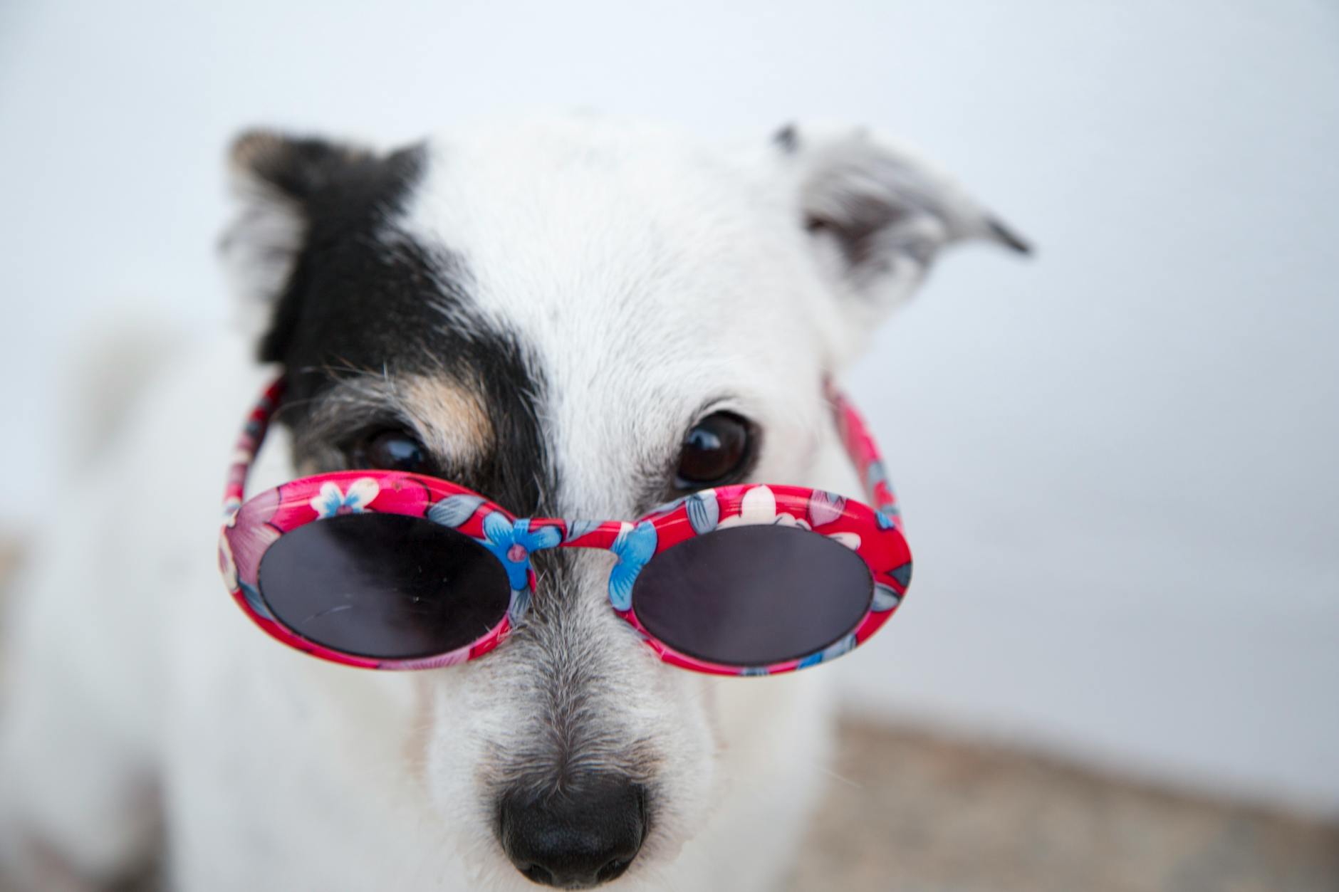 white dog use red sunglasses